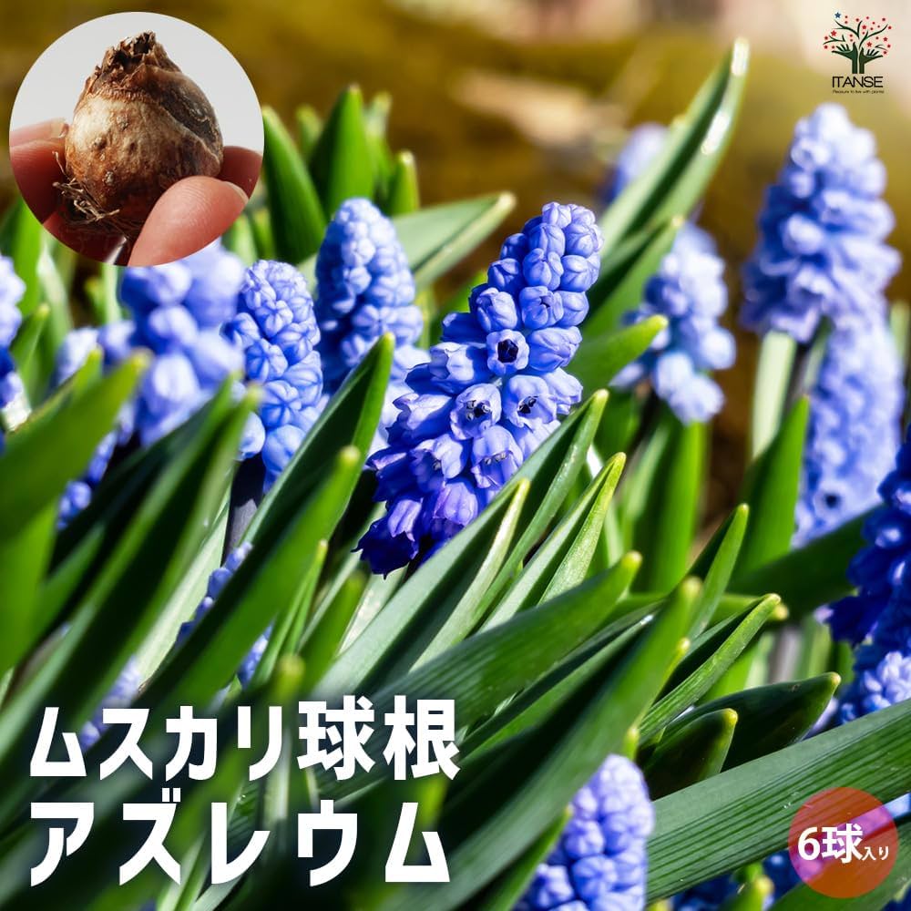 ムスカリ球根　アズレウム①　５球根＋ピンク&ホワイト 71f0k+sf61L._UF1000,1000_QL80_.jpg